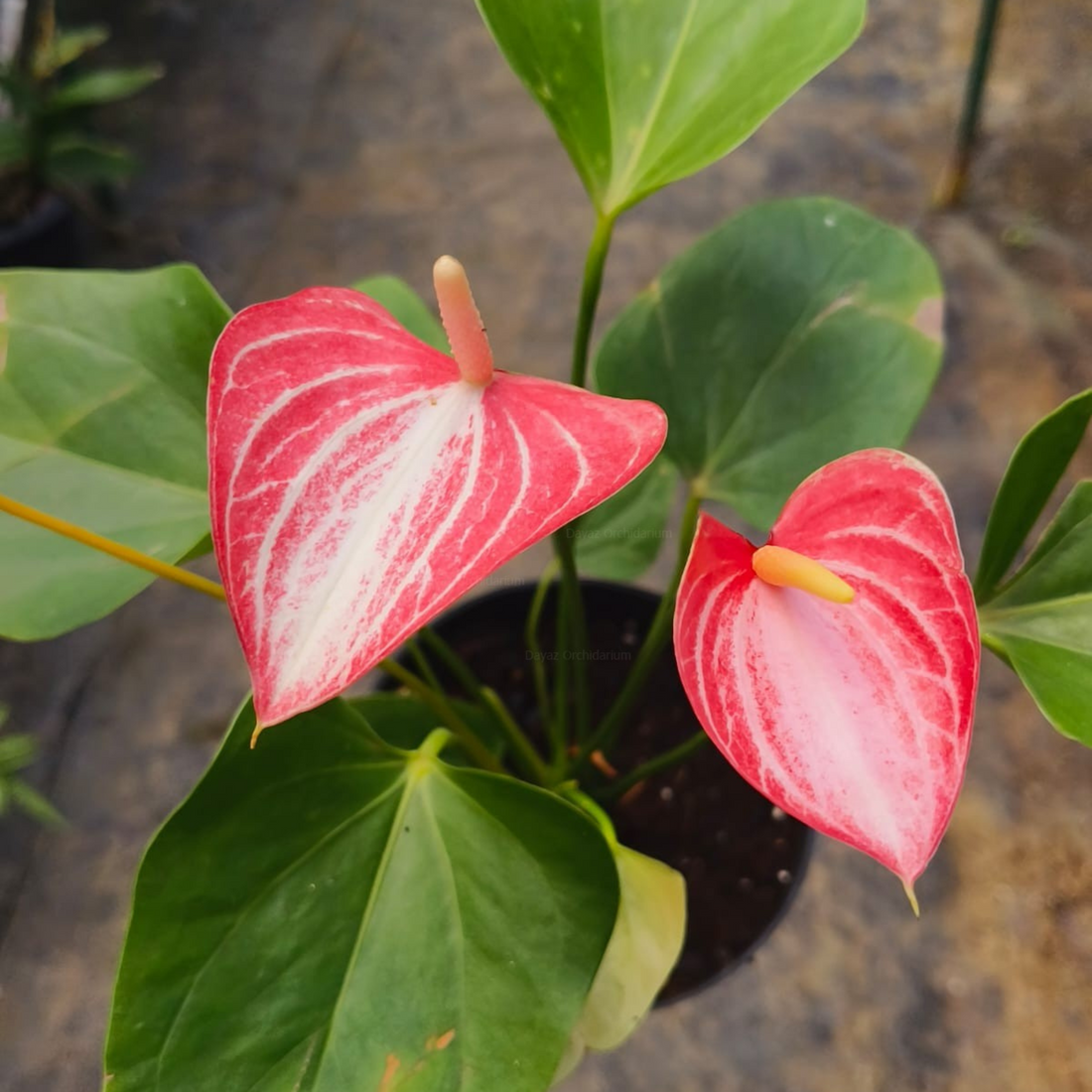 Dwarf Anthurium Livium Indoor/Outdoor Live Plant