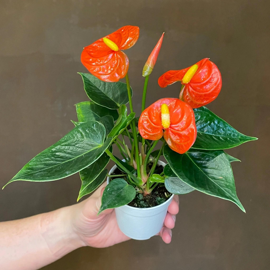 Dwarf Anthurium Madhural Red Orange Indoor/Outdoor Live Plant