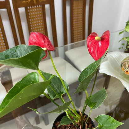 Dwarf Anthurium Madhural Red Orange Indoor/Outdoor Live Plant