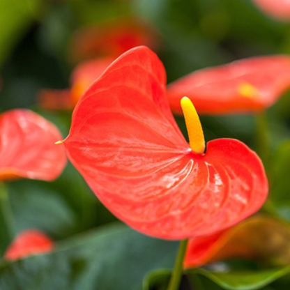 Dwarf Anthurium Madhural Red Orange Indoor/Outdoor Live Plant