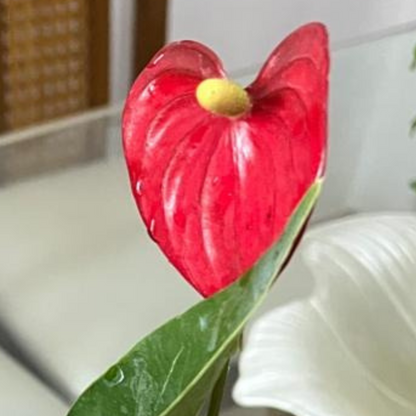 Dwarf Anthurium Madhural Red Orange Indoor/Outdoor Live Plant