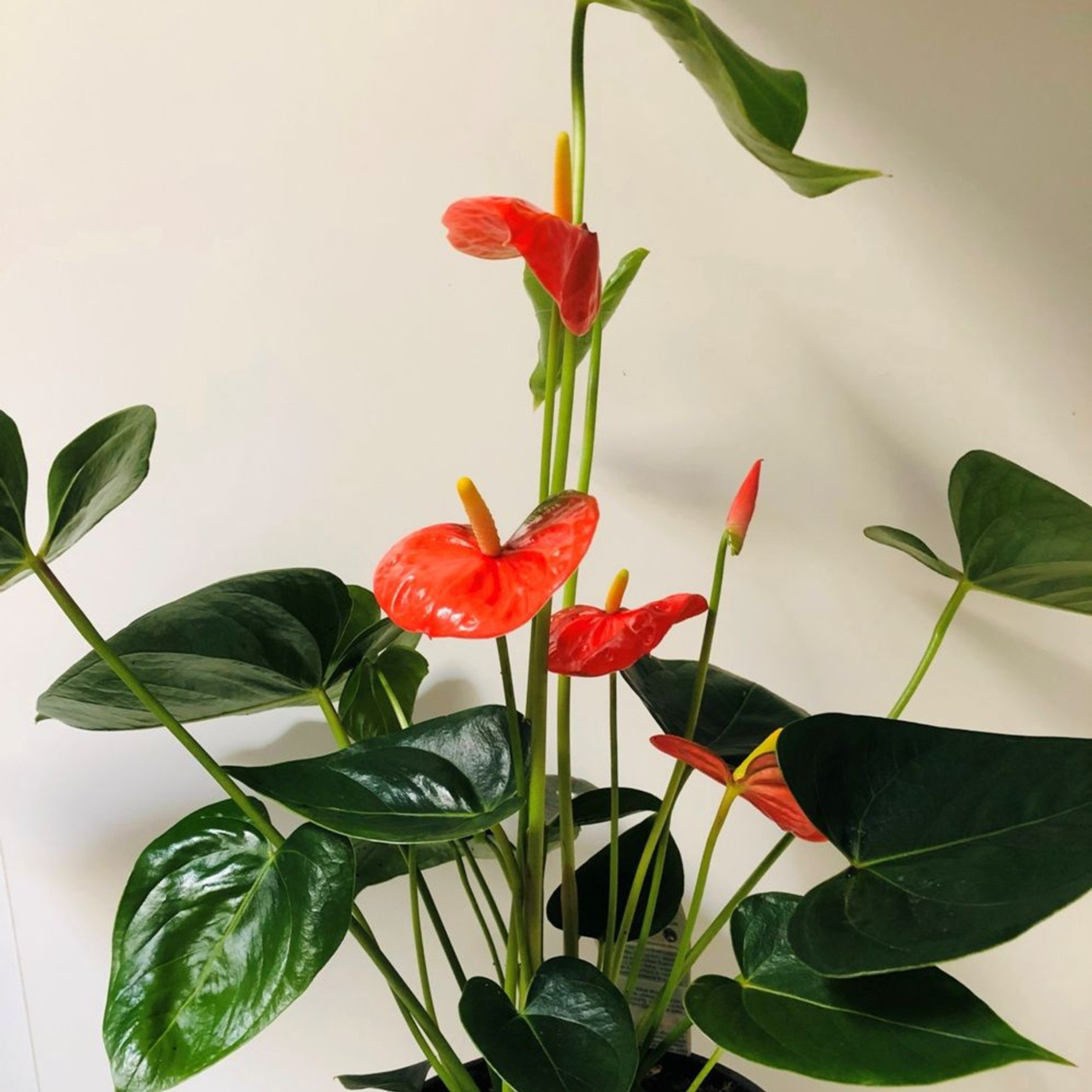 Dwarf Anthurium Madhural Red Orange Indoor/Outdoor Live Plant