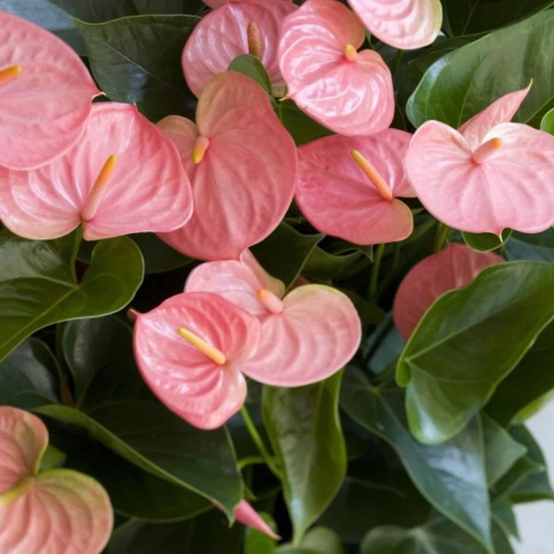 Dwarf Anthurium Melito Pink Indoor/Outdoor Live Plant