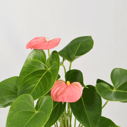 Dwarf Anthurium Melito Pink Indoor/Outdoor Live Plant