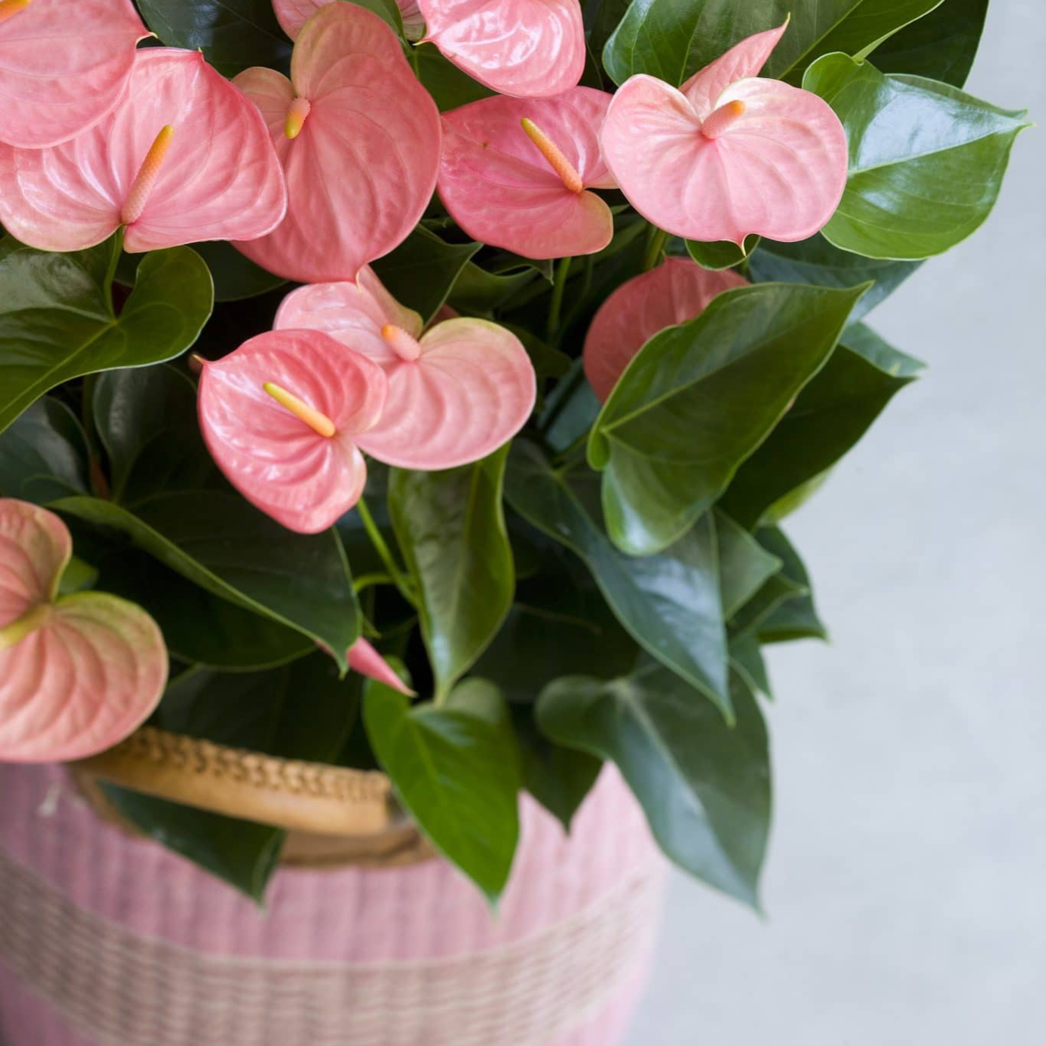 Dwarf Anthurium Melito Pink Indoor/Outdoor Live Plant