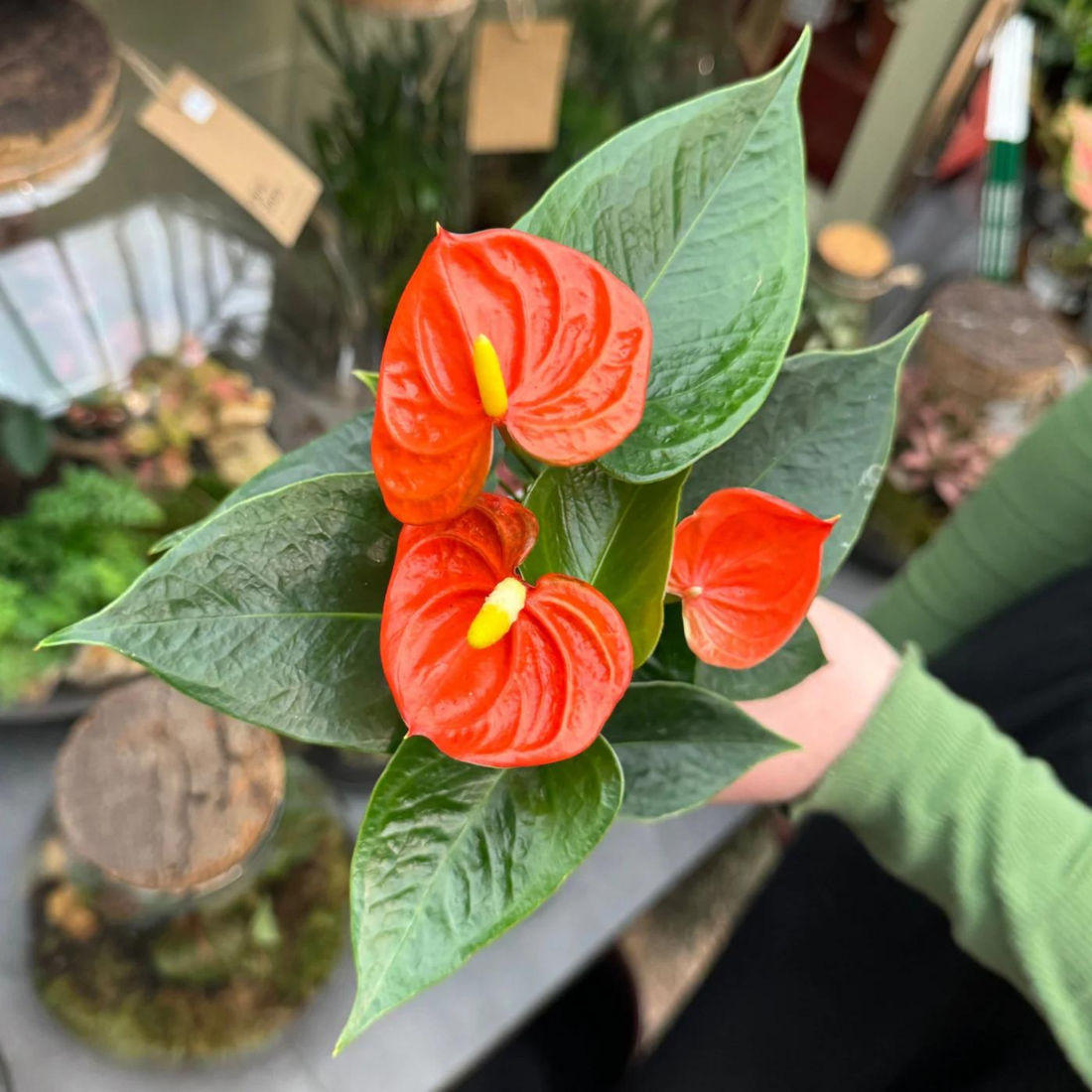 Dwarf Anthurium Orange Champion Indoor/Outdoor Live Plant