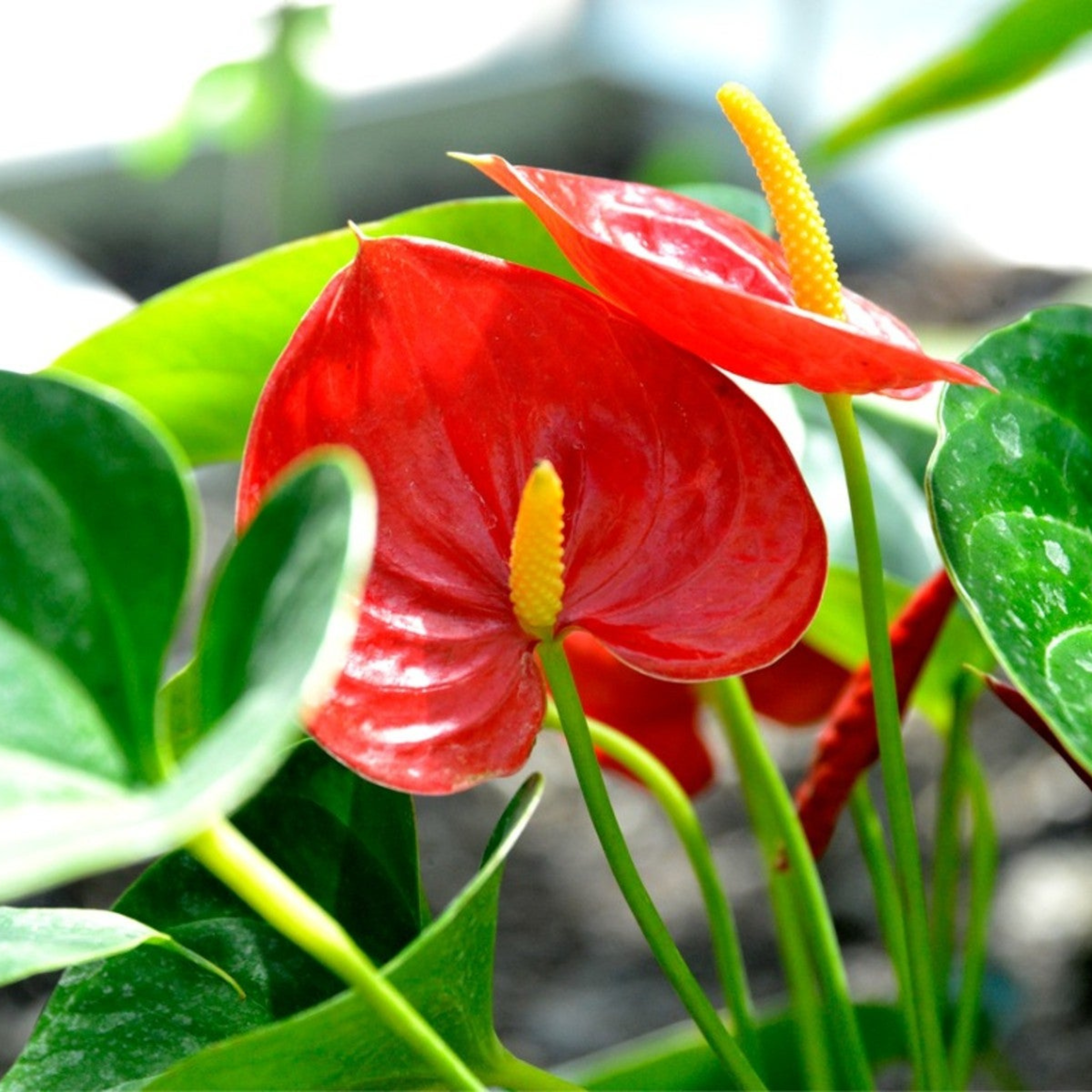 Dwarf Anthurium Painters Palette Indoor/Outdoor Live Plant