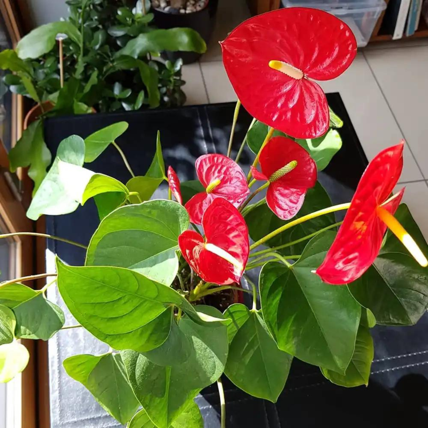 Dwarf Anthurium Painters Palette Indoor/Outdoor Live Plant