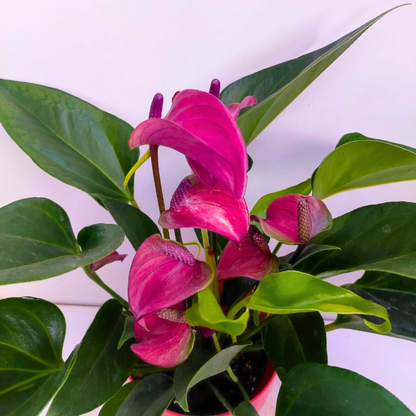 Dwarf Anthurium Purple Fantasy Indoor/Outdoor Live Plant