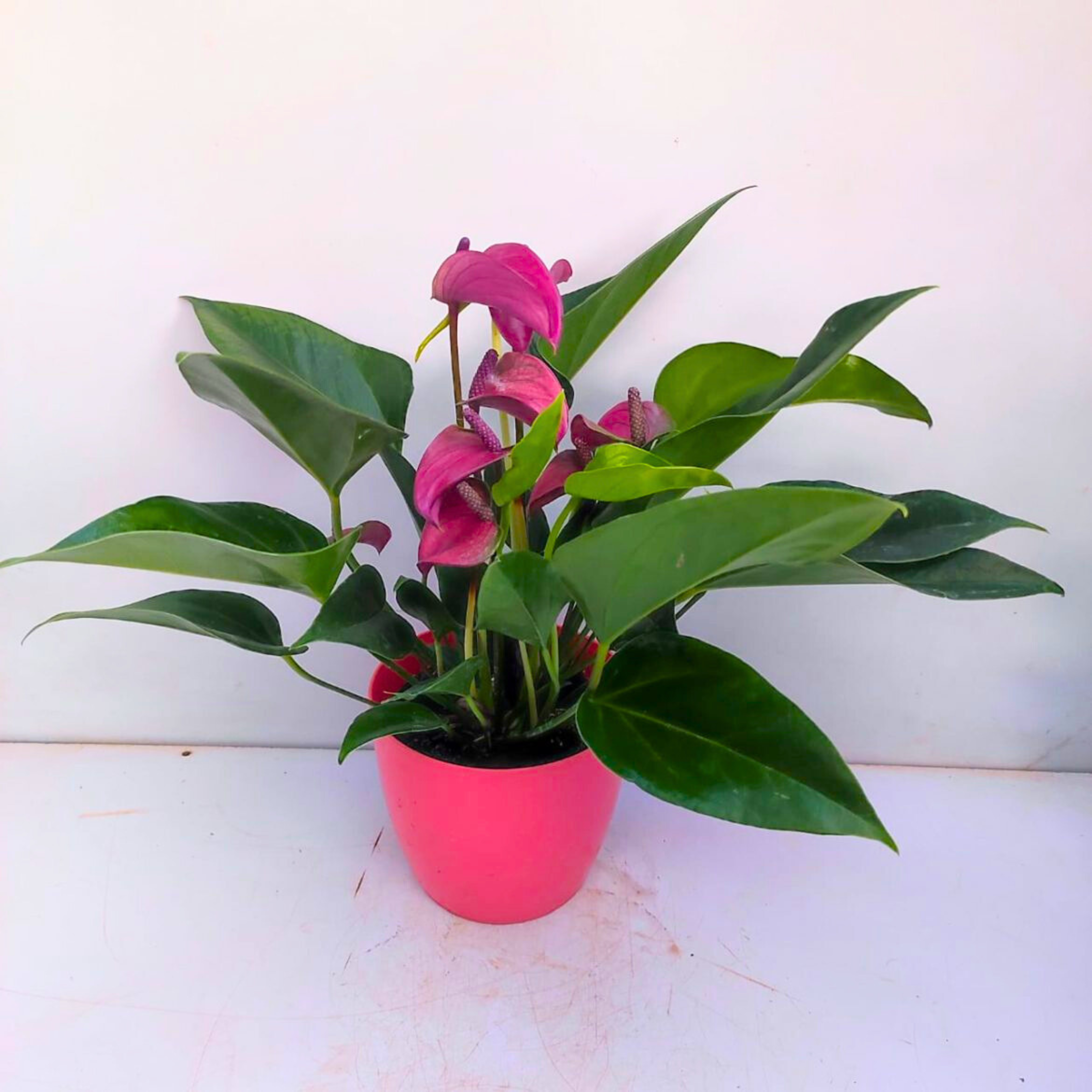 Dwarf Anthurium Purple Fantasy Indoor/Outdoor Live Plant