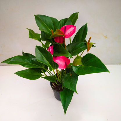 Dwarf Anthurium Purple Fantasy Indoor/Outdoor Live Plant