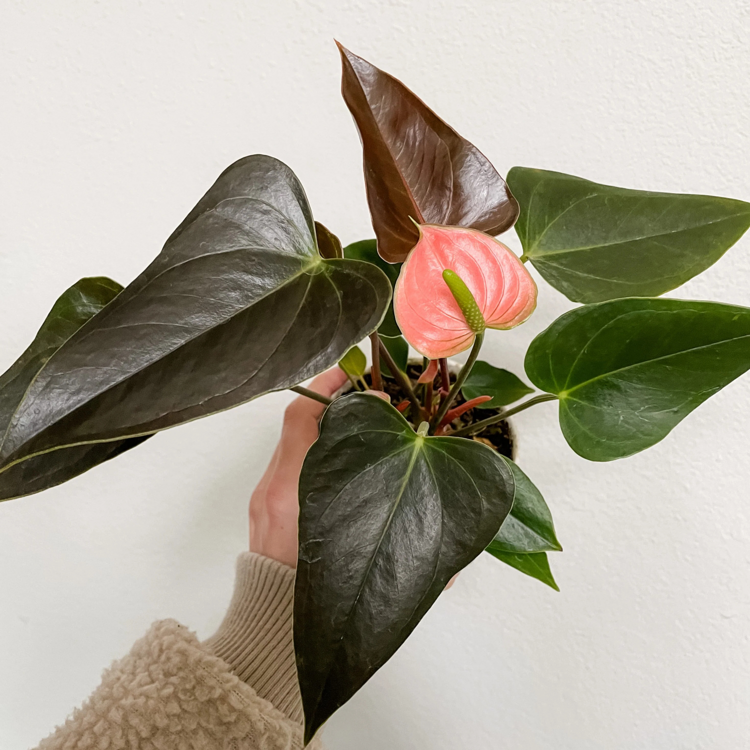 Dwarf Anthurium Rainbow Champion Indoor/Outdoor Live Plant