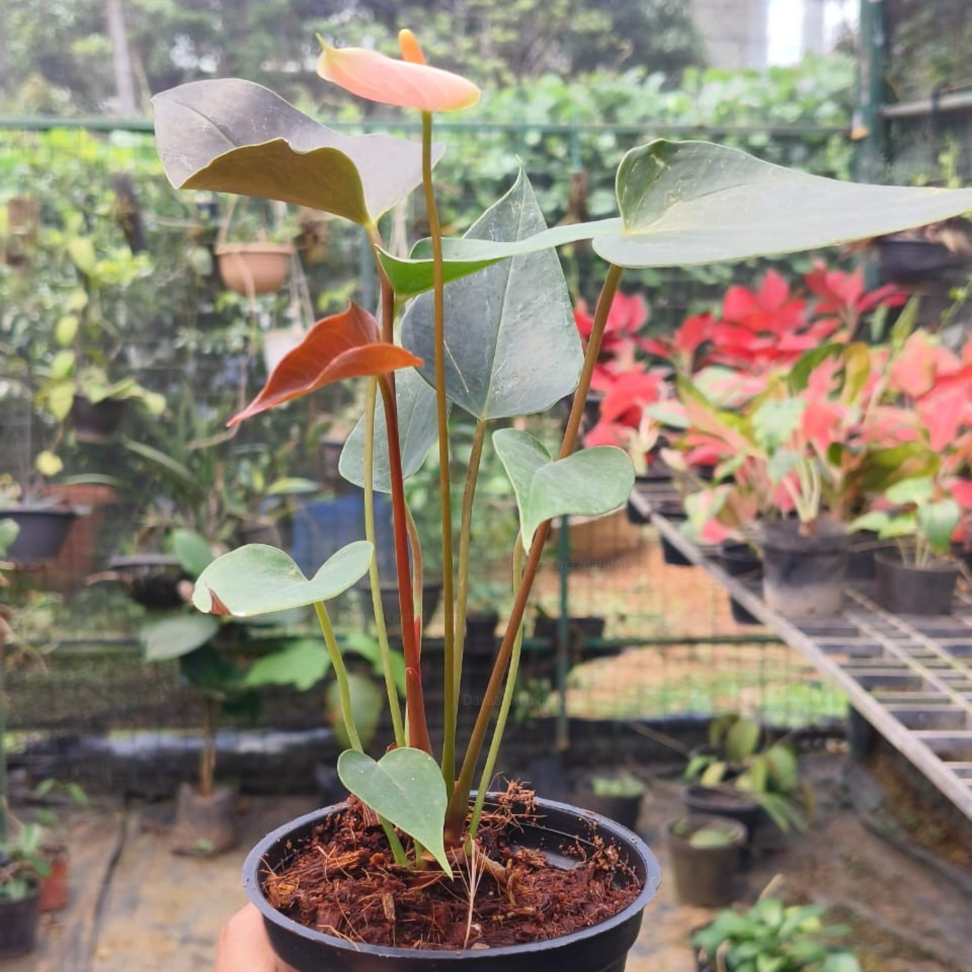 Dwarf Anthurium Rainbow Champion Indoor/Outdoor Live Plant