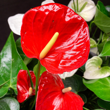 Dwarf Anthurium Red Sensation Indoor/Outdoor Live Plant