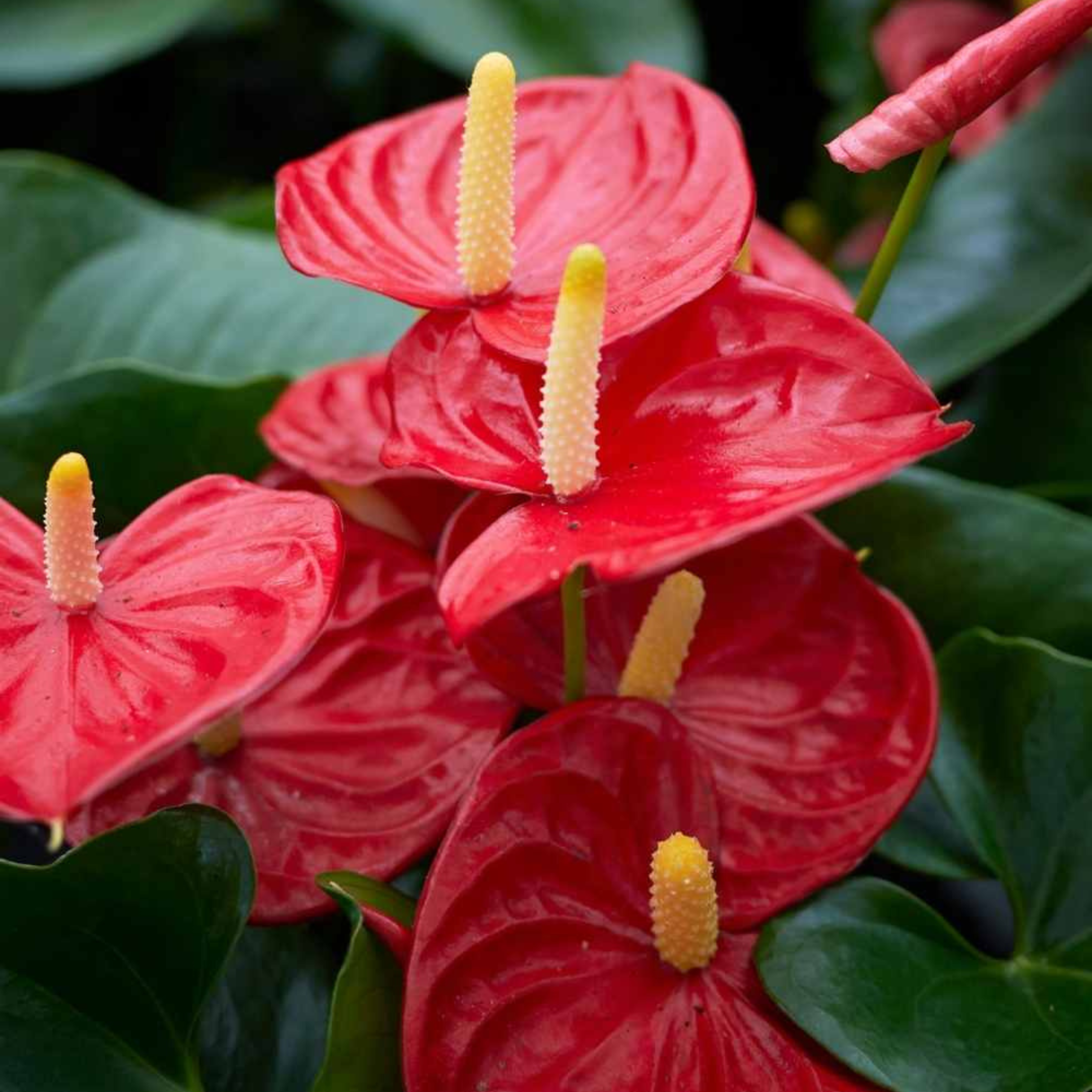 Dwarf Anthurium Red Sensation Indoor/Outdoor Live Plant