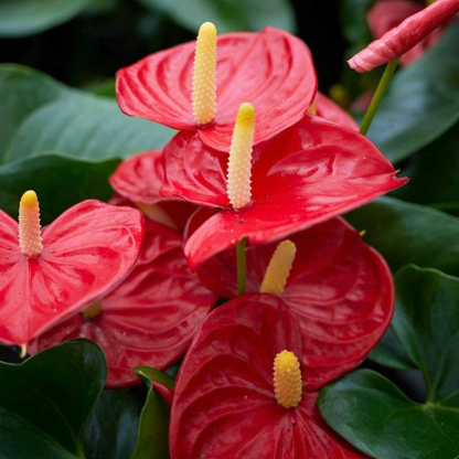 Dwarf Anthurium Red Sensation Indoor/Outdoor Live Plant