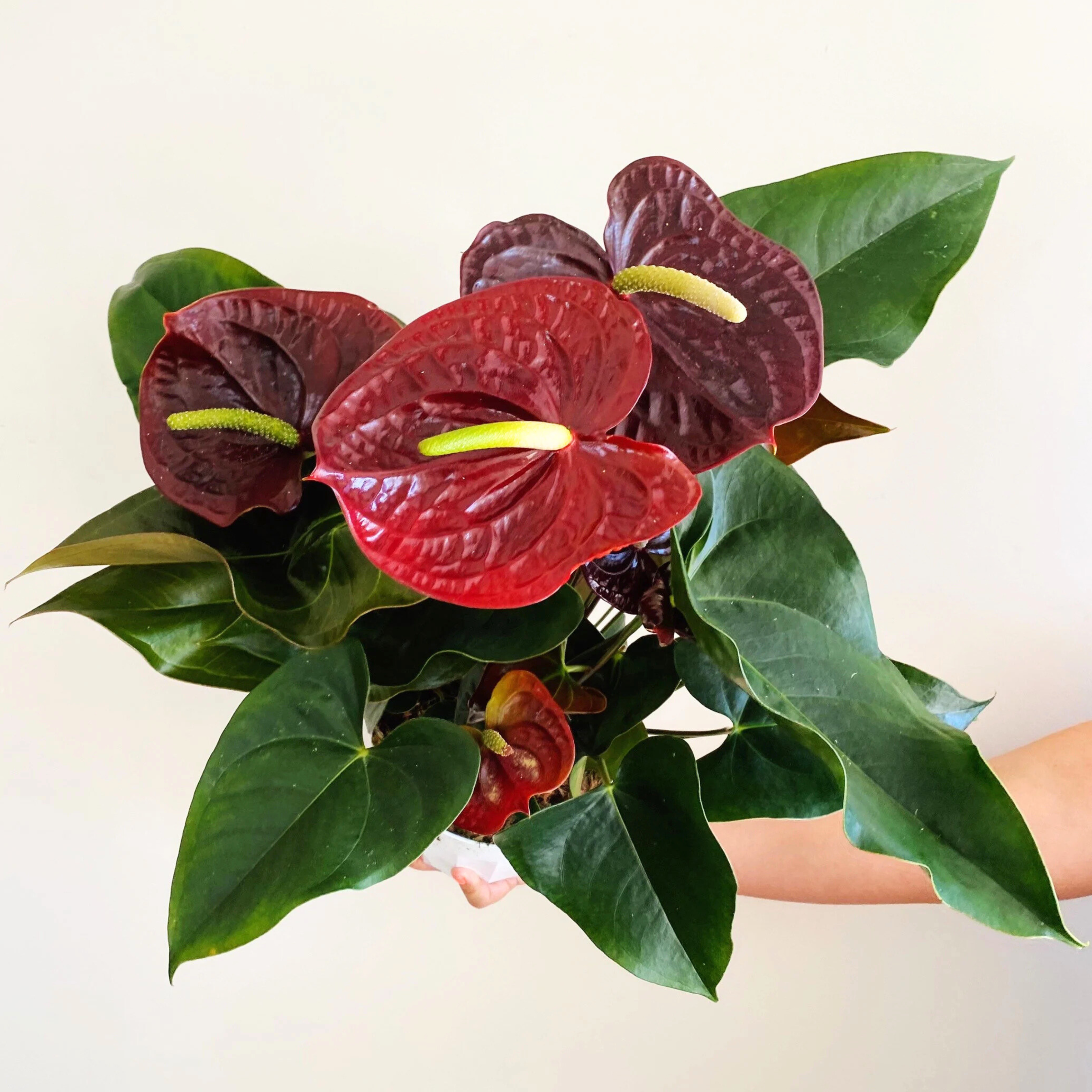 Dwarf Anthurium Sempre Indoor/Outdoor Live Plant