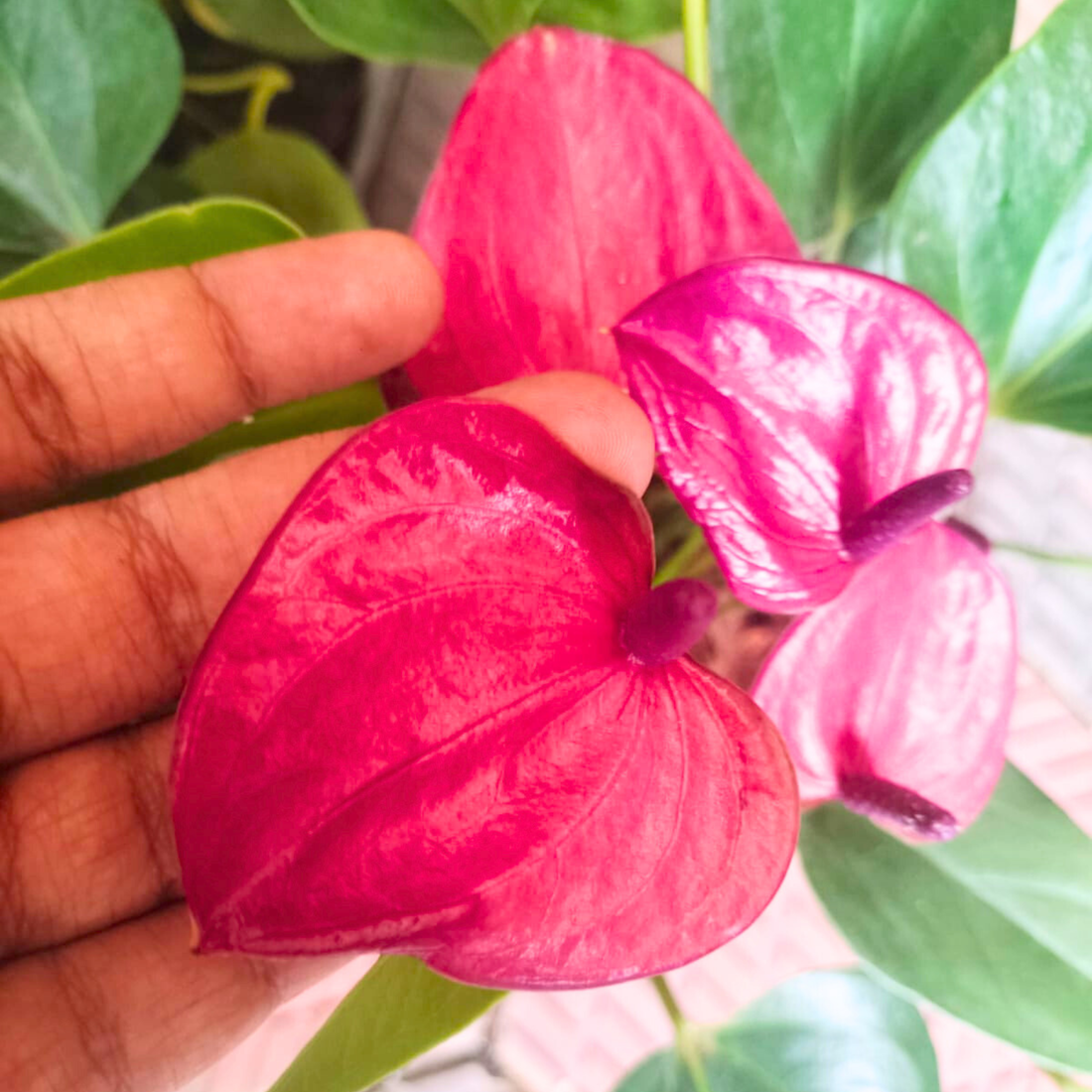 Dwarf Anthurium Serrano Indoor/Outdoor Live Plant