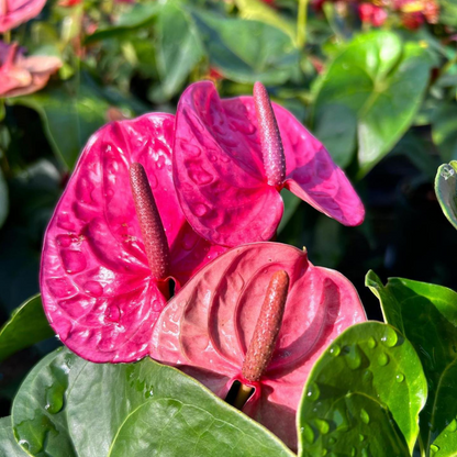 Dwarf Anthurium Serrano Indoor/Outdoor Live Plant