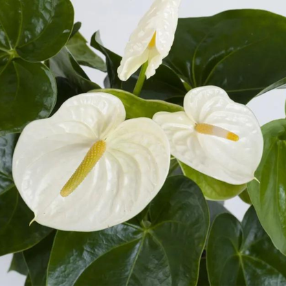 Dwarf Anthurium Sharade White Indoor/Outdoor Live Plant