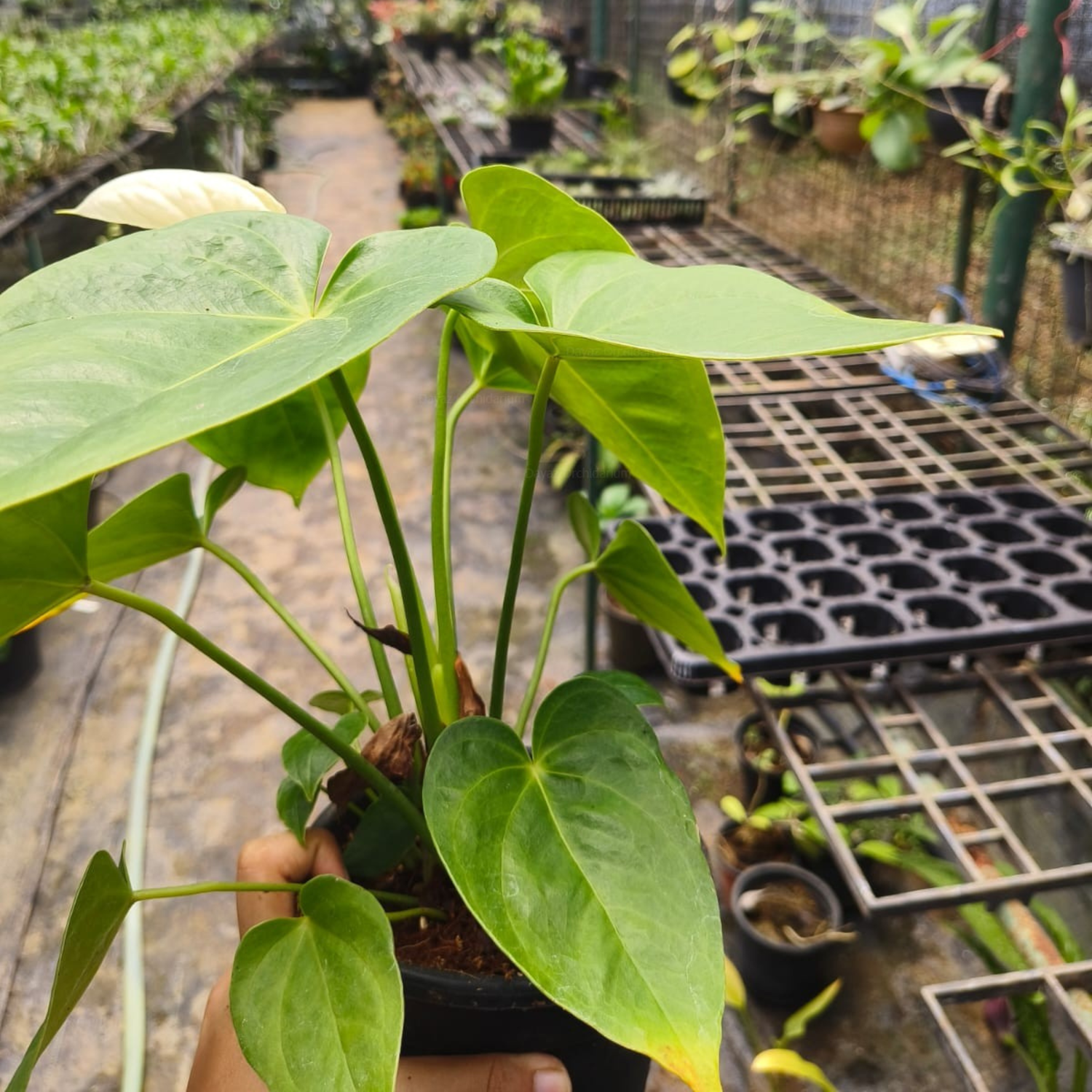 Dwarf Anthurium Sharade White Indoor/Outdoor Live Plant