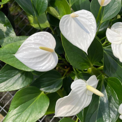 Dwarf Anthurium Sharade White Indoor/Outdoor Live Plant