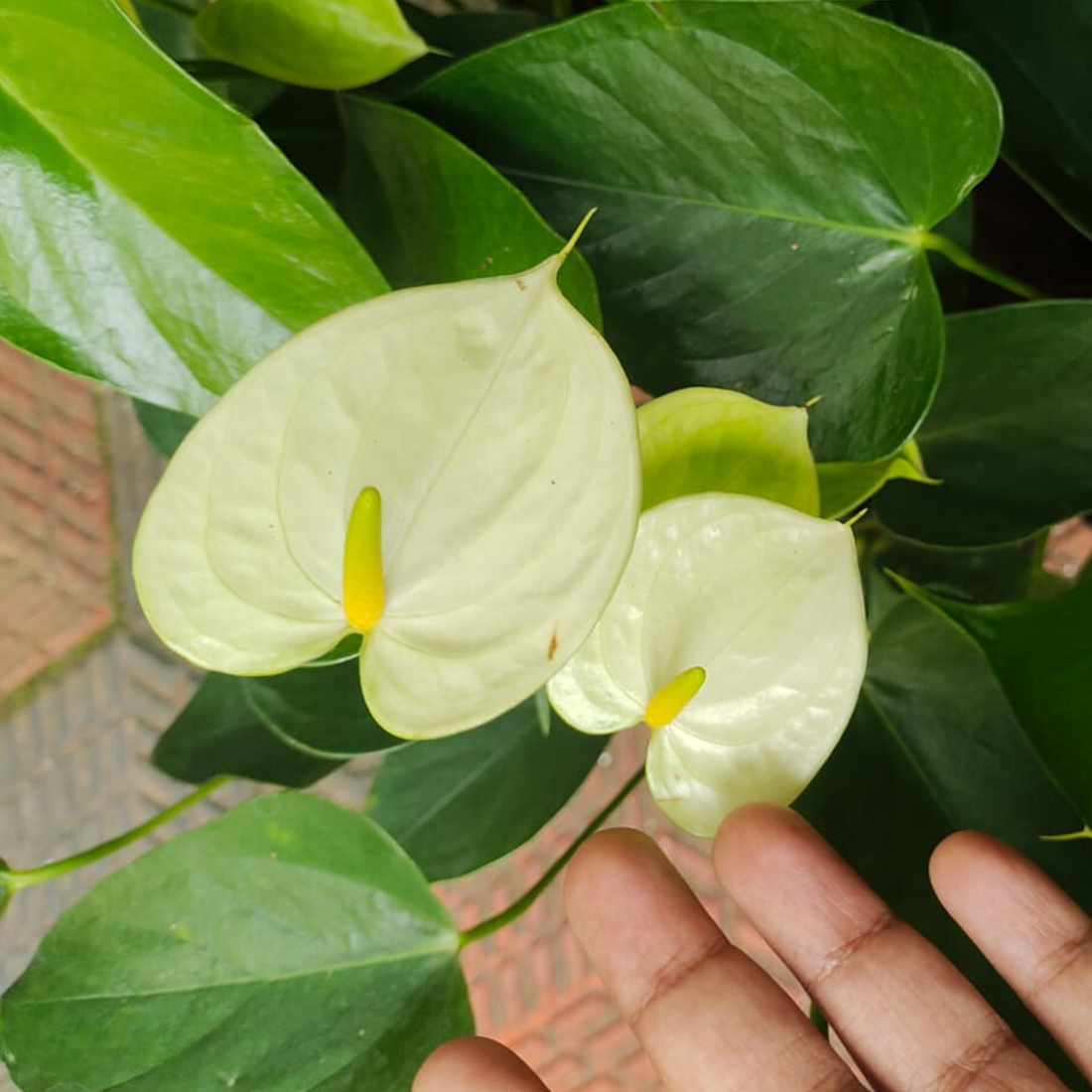 Dwarf Anthurium Vanilla Indoor/Outdoor Live Plant