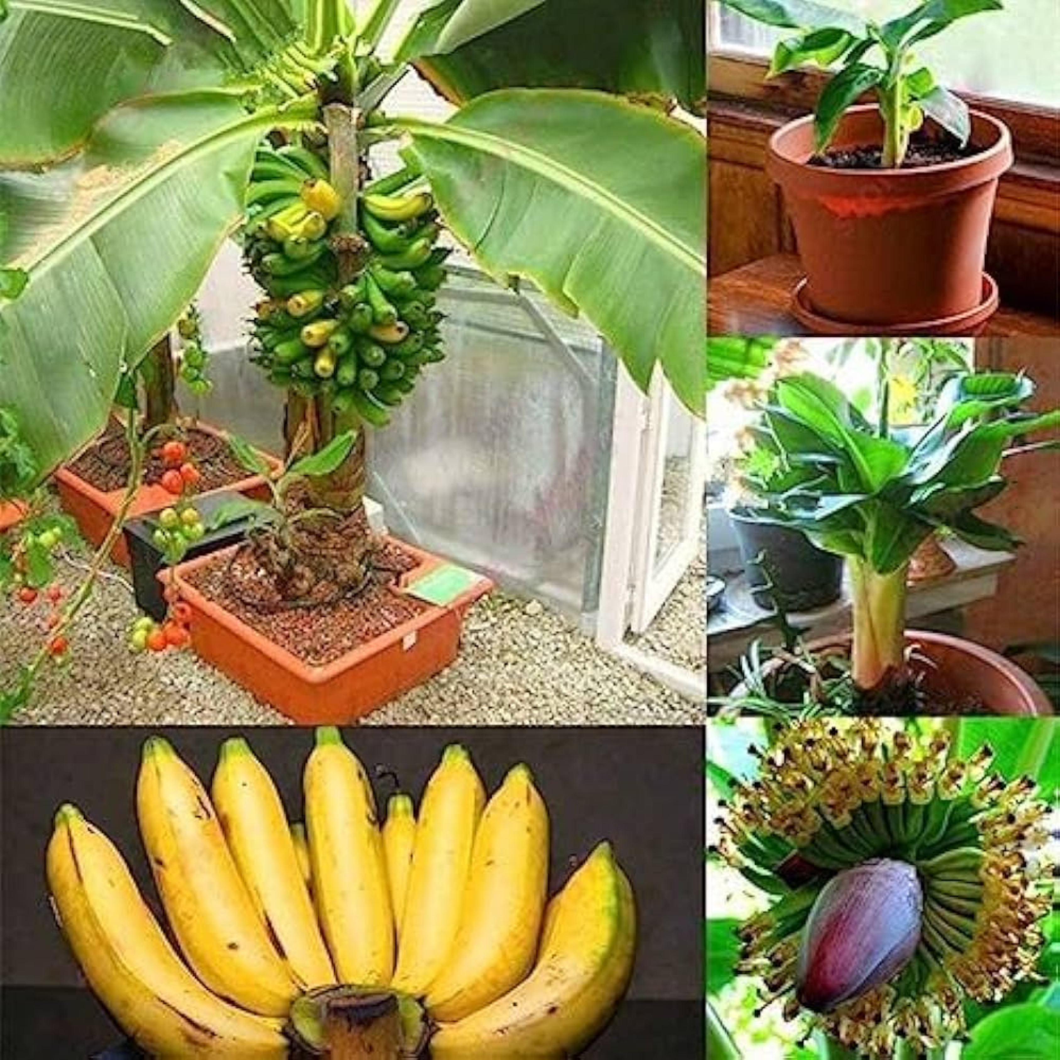 Dwarf Banana Thai Musa Rare Live Plant