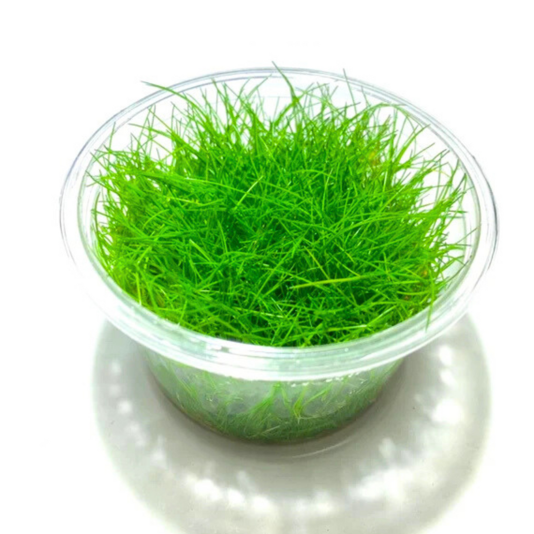 Dwarf Hair Grass Tissue Culture Cup (Eleocharis Parvula) Aquatic Live Plant