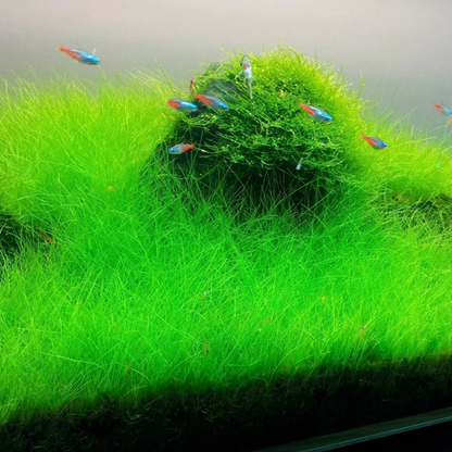 Dwarf Hair Grass Tissue Culture Cup (Eleocharis Parvula) Aquatic Live Plant