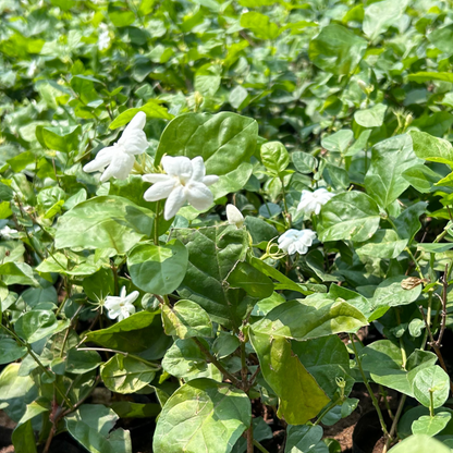 Dwarf Jasmine Single Petal Highly Fragrant Flowering Live Plant