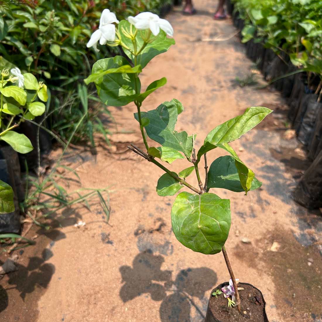 Dwarf Jasmine Single Petal Highly Fragrant Flowering Live Plant