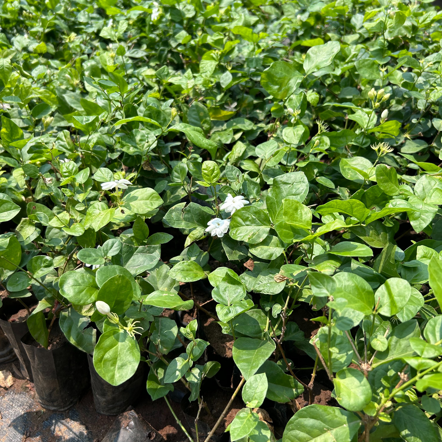 Dwarf Jasmine Single Petal Highly Fragrant Flowering Live Plant