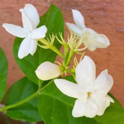 Dwarf Jasmine Single Petal Highly Fragrant Flowering Live Plant