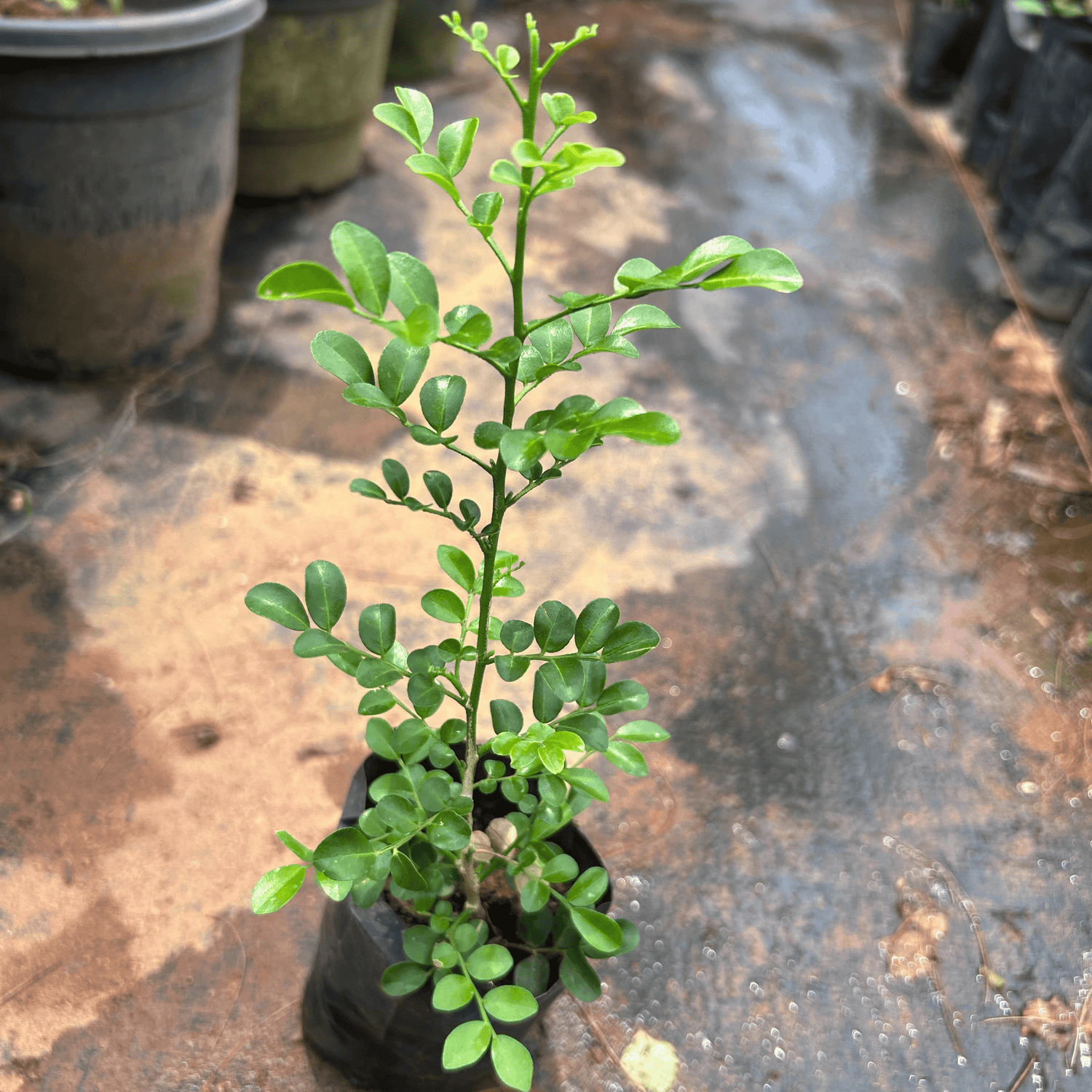 Dwarf Kamini (Murraya Paniculata) Highly Fragrant Flowering Live Plant