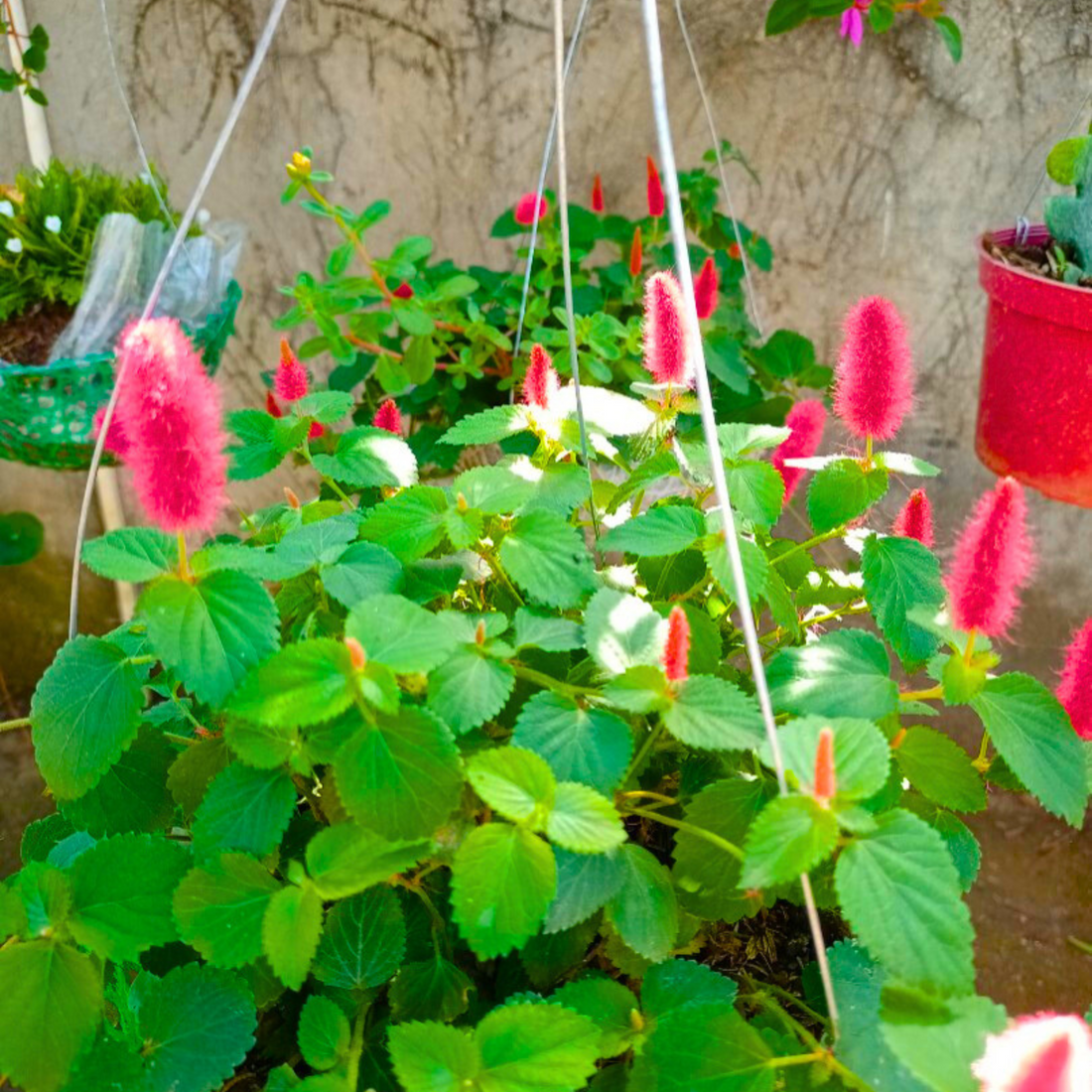 Dwarf Monkey Tail (Acalypha pendula) All Time Flowering Live Plant