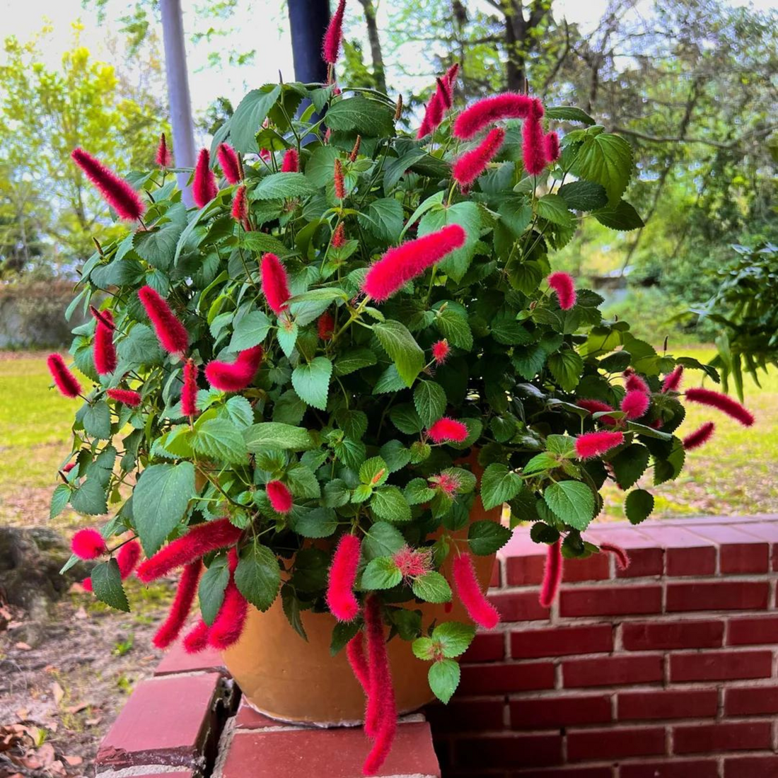 Dwarf Monkey Tail (Acalypha pendula) All Time Flowering Live Plant