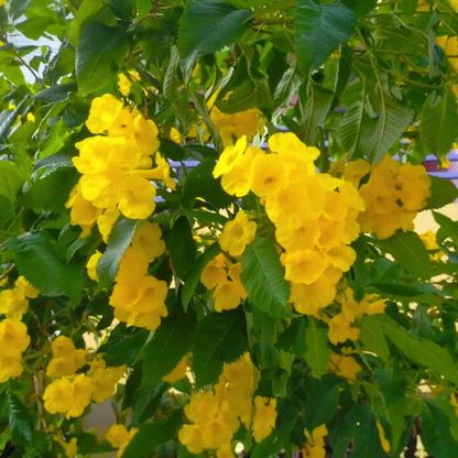 Dwarf Thanka Arali All Time Flowering Live Plant