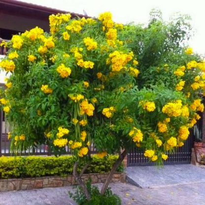 Dwarf Thanka Arali All Time Flowering Live Plant