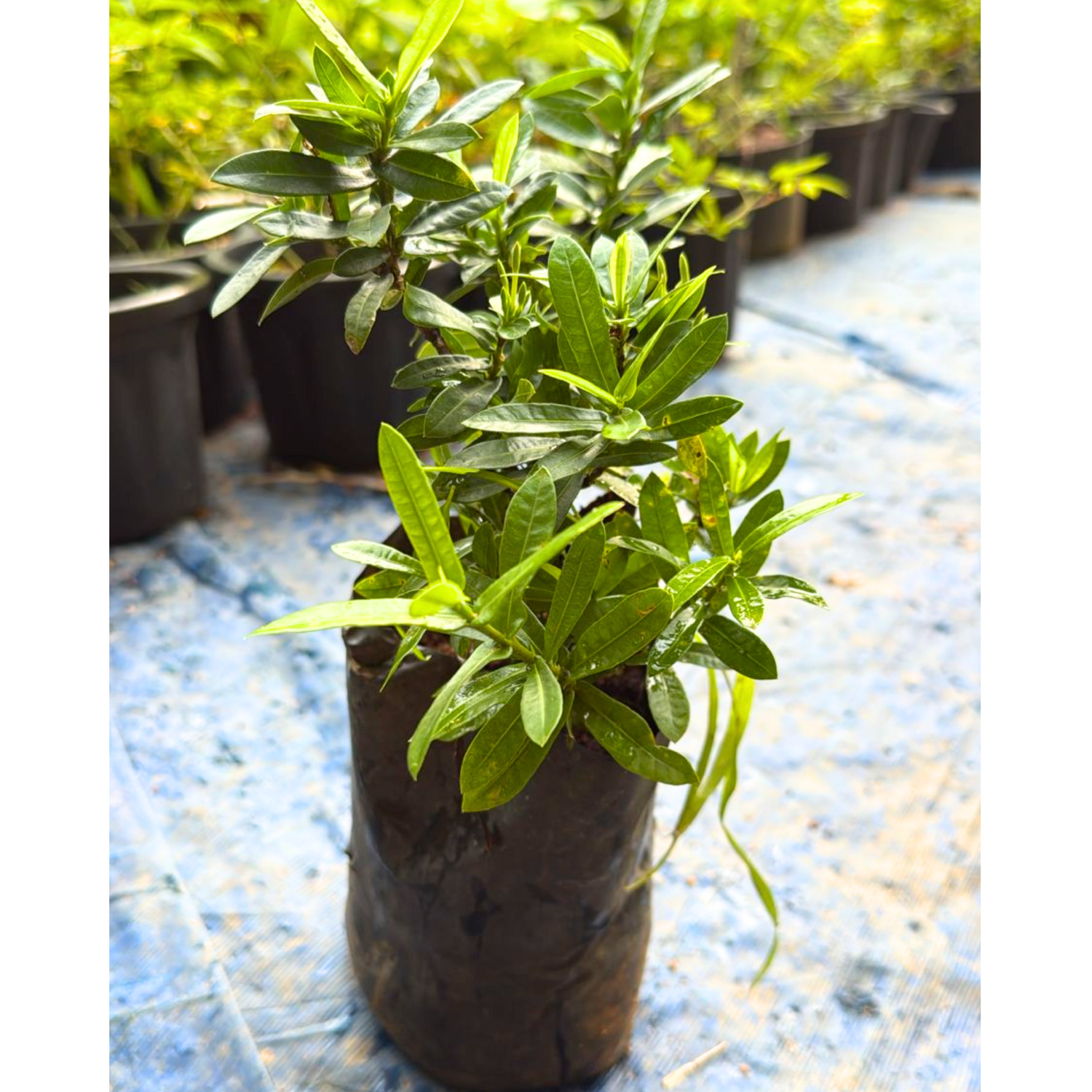 Dwarf Ixora Yellow All Time Flowering Live Plant