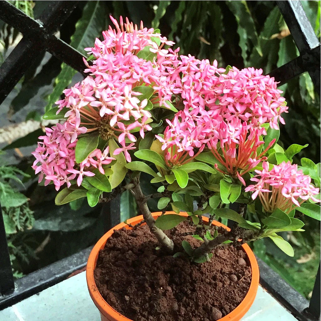 Dwarf Ixora Pink All Time Flowering Live Plant