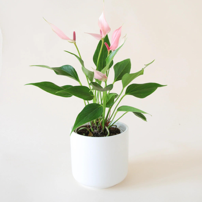 Dwarf Anthurium Champion Lilli Indoor/Outdoor Live Plant