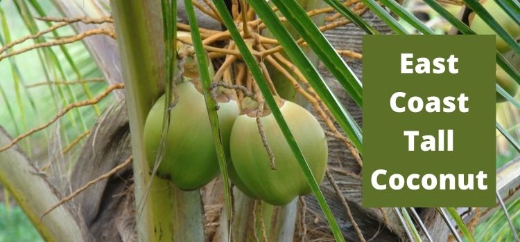 West coast tall Coconut Tree Plant