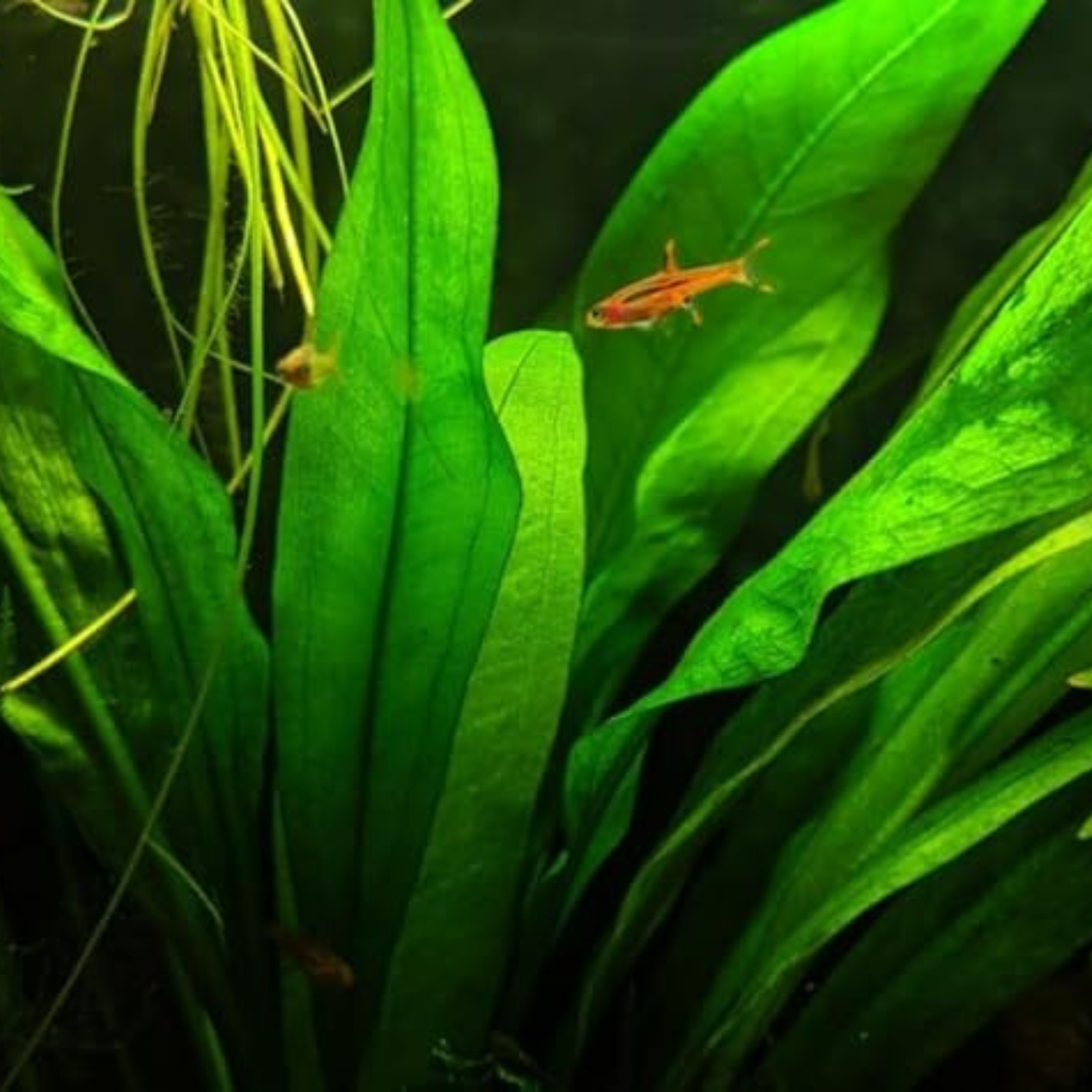 Echinodorus Argentine Aquatic Live Plant