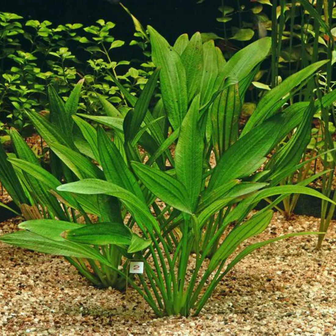 Echinodorus Argentine Aquatic Live Plant