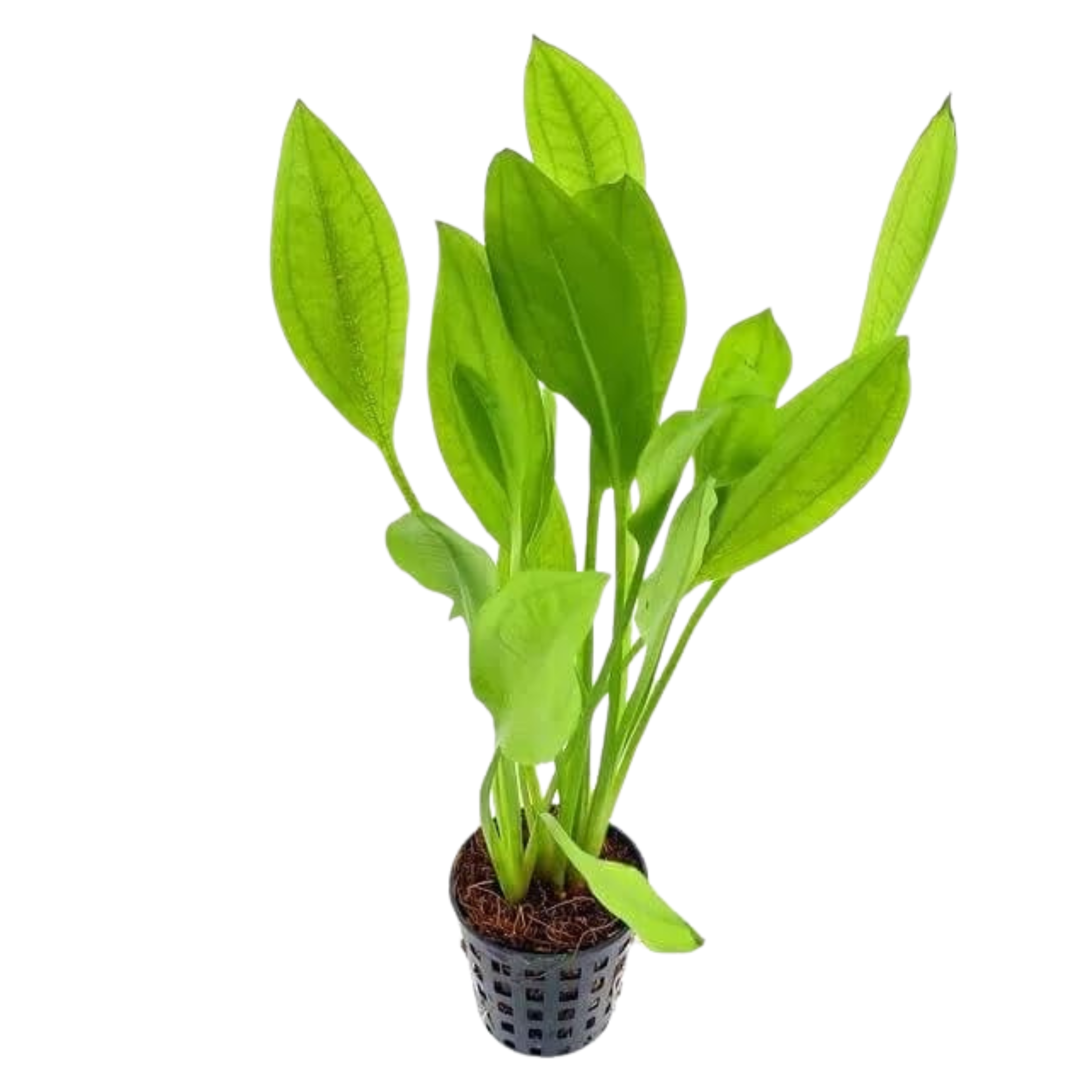 Echinodorus Argentine Aquatic Live Plant