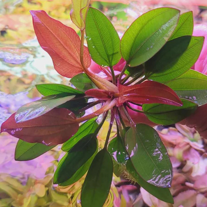 Echinodorus Big Bear (Big Bear Sword) Aquarium Live Plant