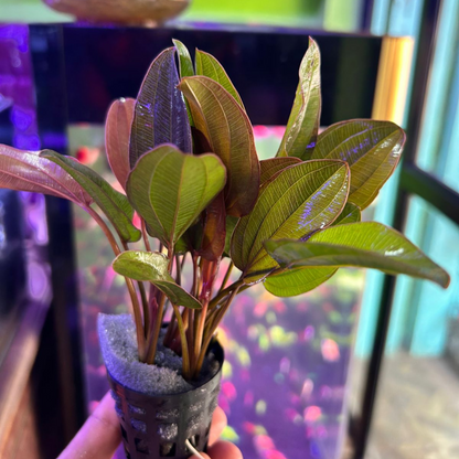 Echinodorus Big Bear (Big Bear Sword) Aquarium Live Plant