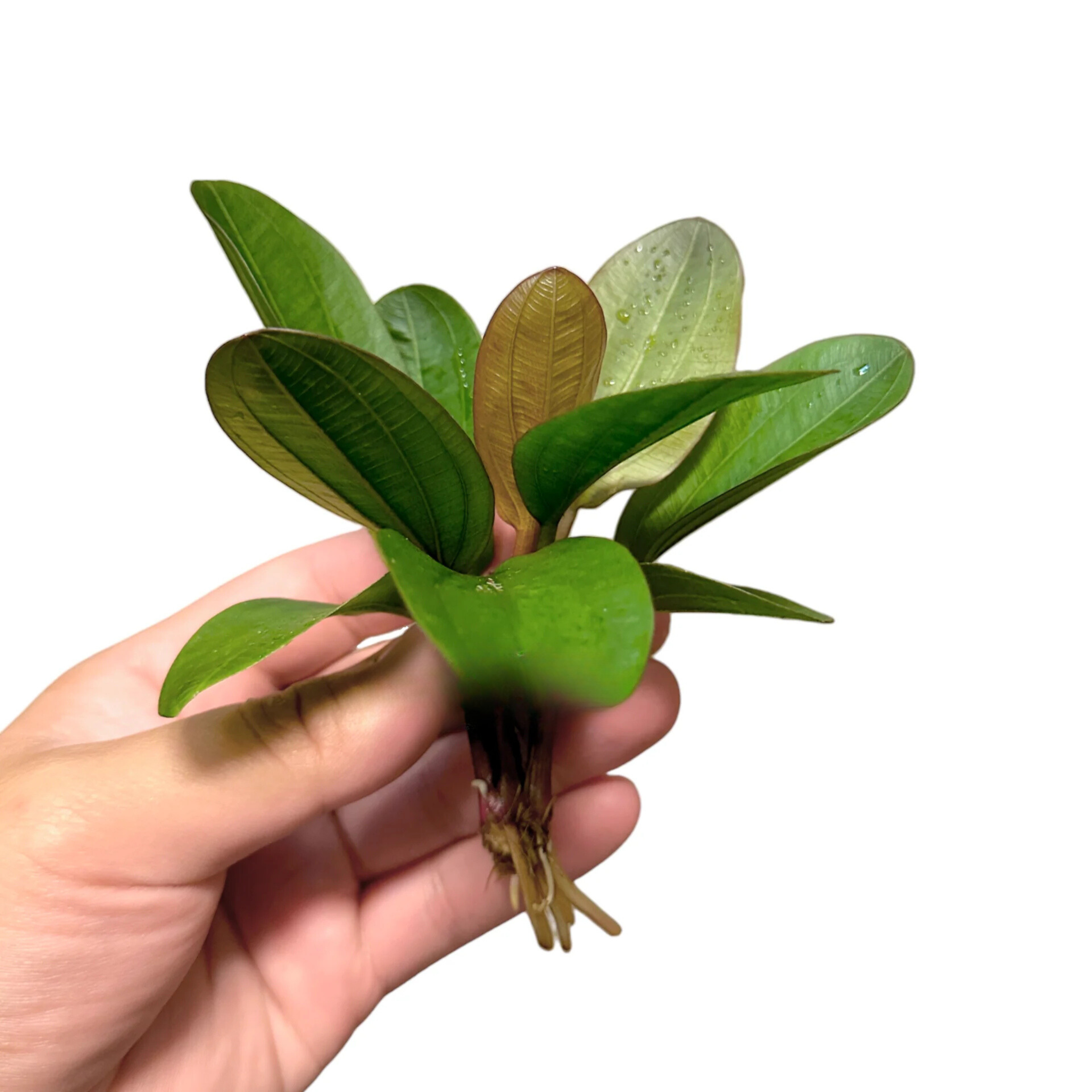 Echinodorus Big Bear (Big Bear Sword) Aquarium Live Plant