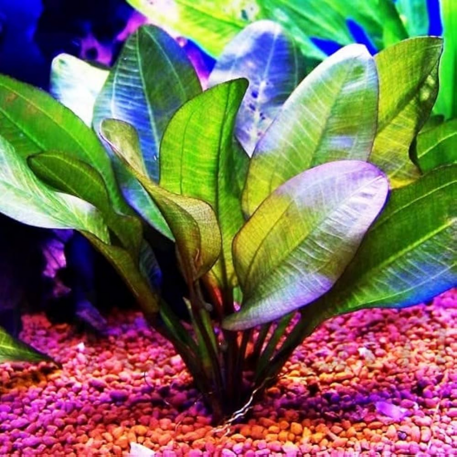 Echinodorus Big Bear (Big Bear Sword) Aquarium Live Plant